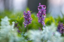 Lerchenspornblüte im Osnabrücker Land