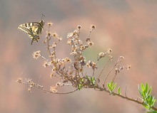 Keine Blüten...