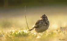 Alte Freundin im Morgenlicht