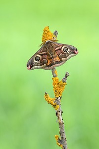 Nachtpfauenauge