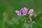 Gewöhnlicher Reiherschnabel