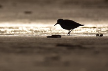 Sanderling-Silhouette