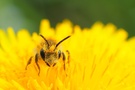 Wildbiene im Pollenparadies
