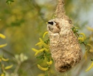 Beutelmeise mit fast fertigem Nest
