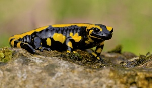 Feuersalamander