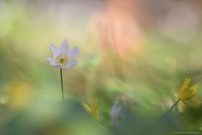 Am Waldboden