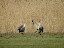 Kraniche an der Ostseeküste Schleswig-Holsteins