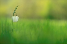 Weisse Schachbrettblume (Fritillaria meleagris alba)