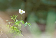 Tief im Wald