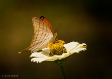 Mariposa Naranja alas de daga_-_Marpesia berania