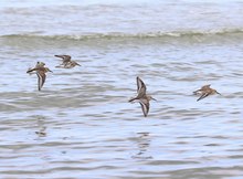 Alpis am Strand von Usedom