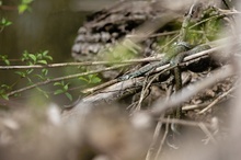 Barrenringelnattern bei der Paarung