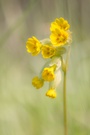 niedliche Schlüsselblume