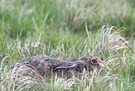 Hase bei Regen