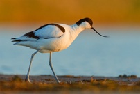 Ein "Schnäbelsäbler" oder? ;-)