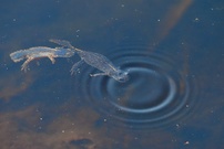 Herr und Frau Alpenmolch beim Luftholen