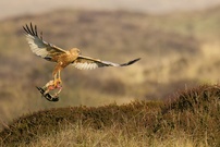 Der Krähentranporteur