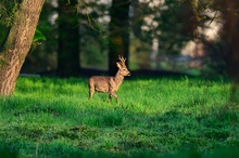 Rehbock in der Morgensonne