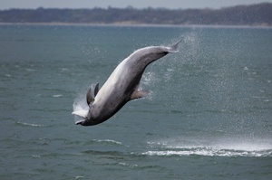Delfin in Ostsee