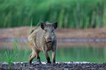 Begegnungen mit Wildschweinen