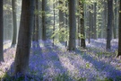 im blauen Wald