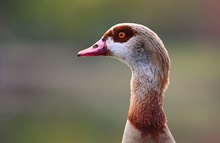 Nilgans