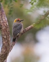 Carpintero de Hofmann - Melanerpes hoffmannii