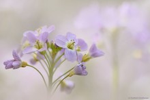 Wiesenschaum