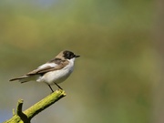 Trauerschnäppermännchen