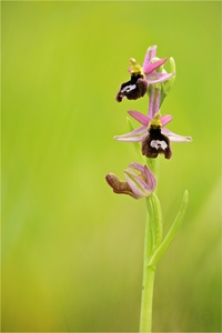 Insurbische Ragwurz (Ophrys bertolonii ssp. benacensis)