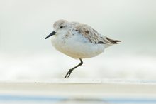 Einbeinhüpfen auf der Sandbank