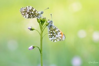 Endlich Frühling!