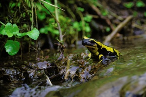 Feuersalamander im Wasser