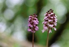 Orchideen im Buschwald:
