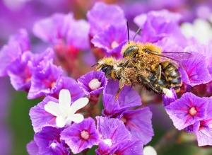 Anthophora plumipes-Kopula mit schwerer Last