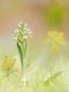 Dactylorhiza sambucina,