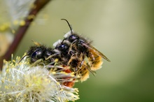 Wildbienen lieben wild