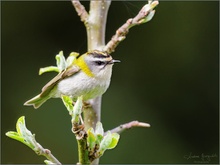 Sommergoldhähnchen