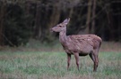 Hirschkuh im Fellwechsel