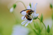 Langhornbiene an Sternmiere