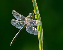 Somatochlora metallica