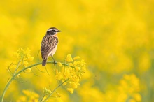 **BRAUNKEHLCHEN**