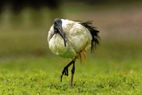 Heiliger Ibis