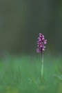 Kleines Knabenkraut (Orchis morio)