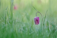 Schachbrettblümchen nach frostiger Nacht