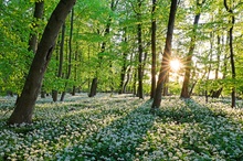 Im magischen Bärlauchwald