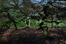 ...verzaubert im Hexenwald...