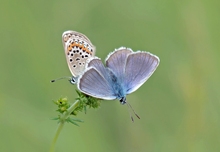 Plebejus argus