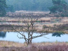 Maasduinen/Holland