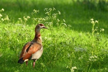 Nilgans